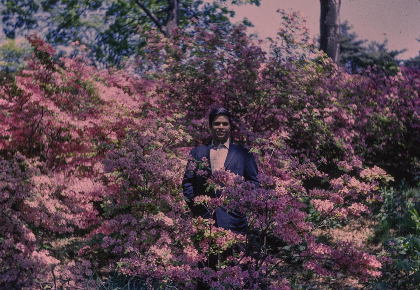 A man in a suit stands among pink flowering bushes.