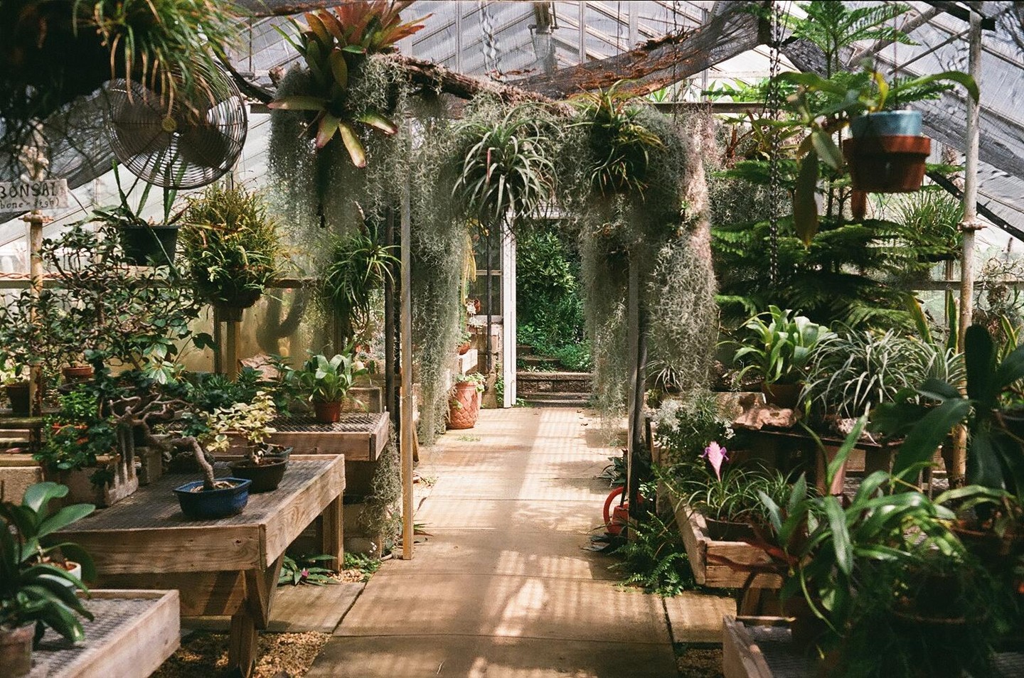 A variety of plants, including bonsai and hanging moss, fill a greenhouse with wooden tables and a concrete path.