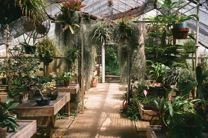 A variety of plants, including bonsai and hanging moss, fill a greenhouse with wooden tables and a concrete path.