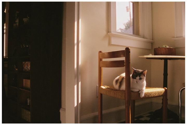 A calico cat sits on a woven chair in a sunlit room.