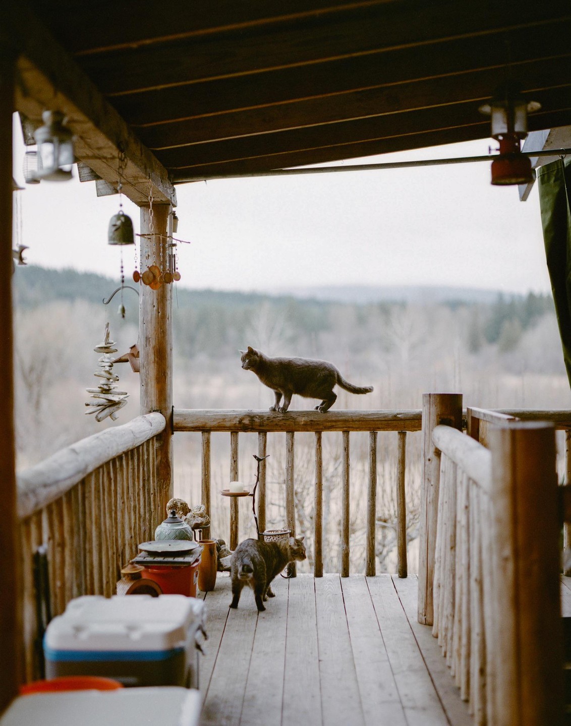 Two cats are on a wooden porch overlooking a forest.