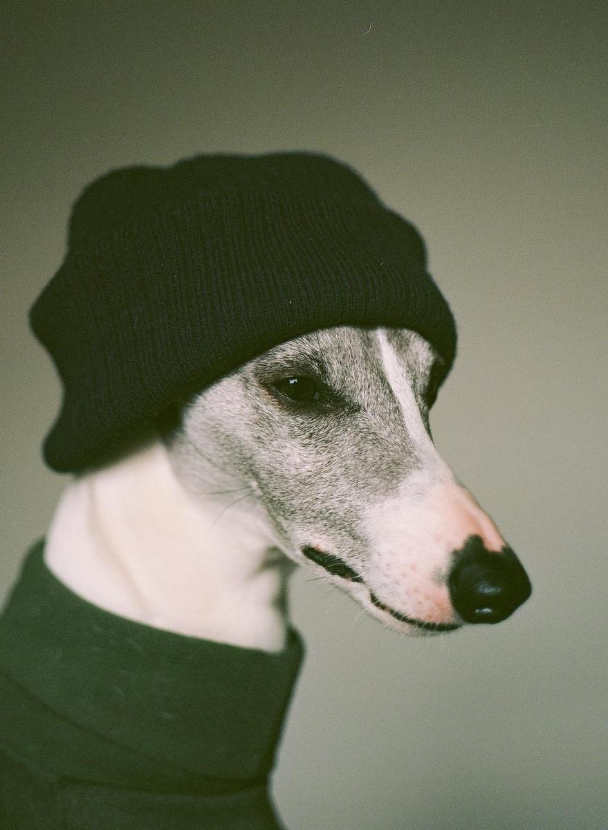 A whippet dog wearing a dark beanie and a dark green coat looks to the right.