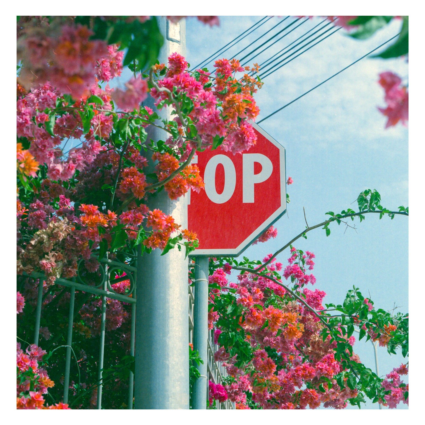 A red stop sign is partially obscured by vibrant pink and orange bougainvillea flowers.