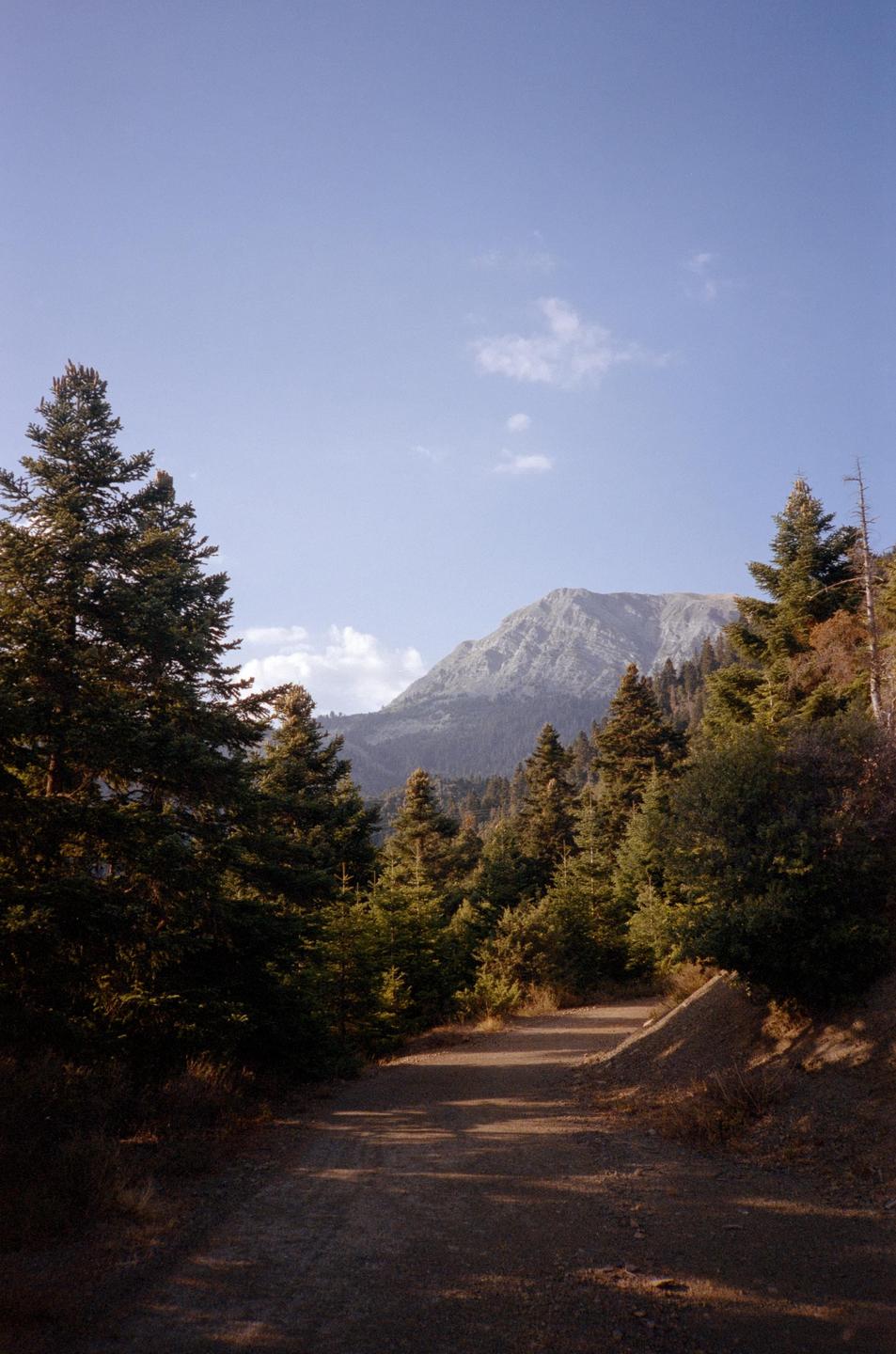 A dirt road leads through a forest towards a mountain under a clear sky.