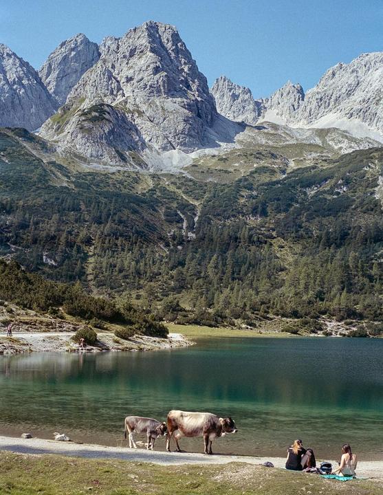 Two cows stand by a clear lake with mountains and a forest in the background.