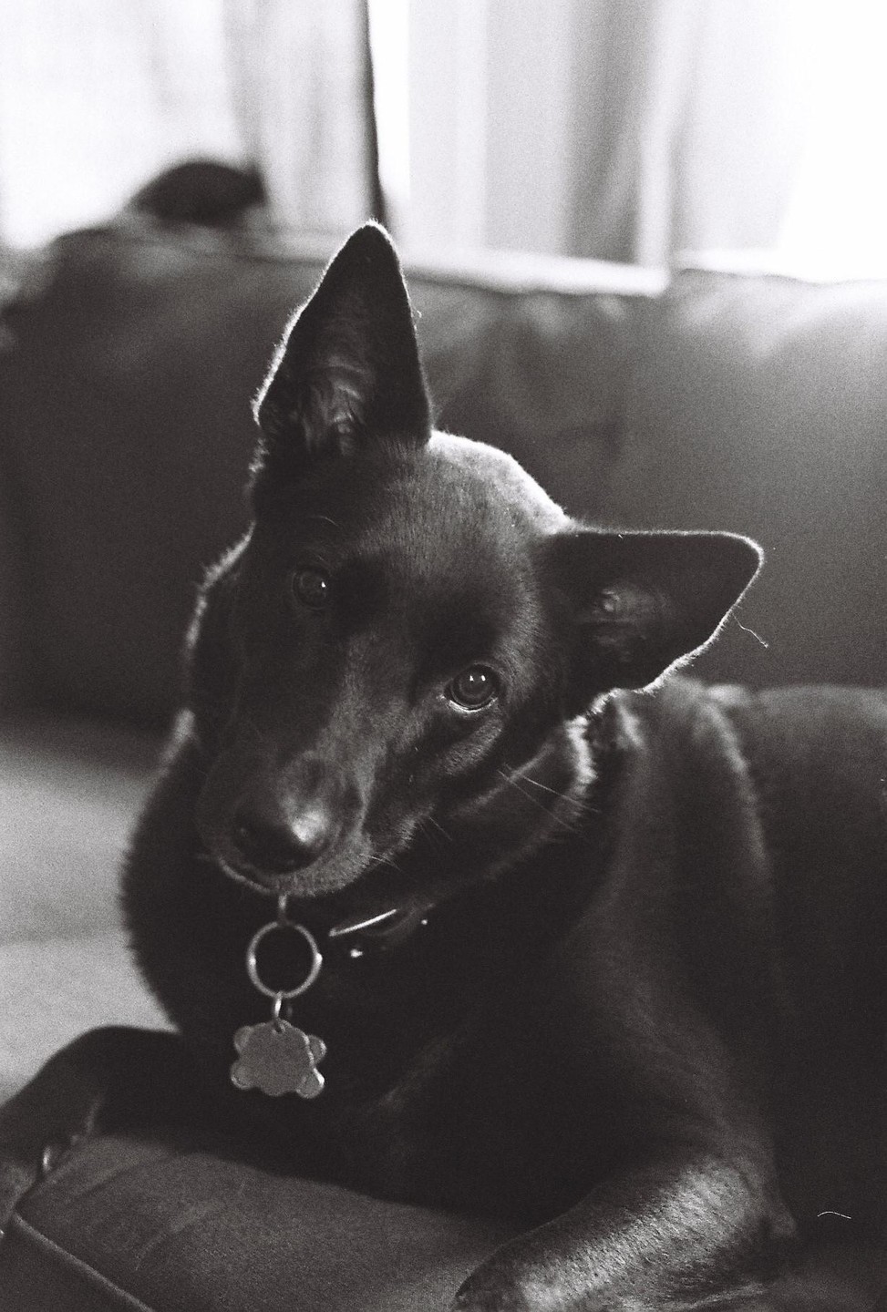 A black dog with one ear up and one ear down looks at the viewer while resting on a couch.