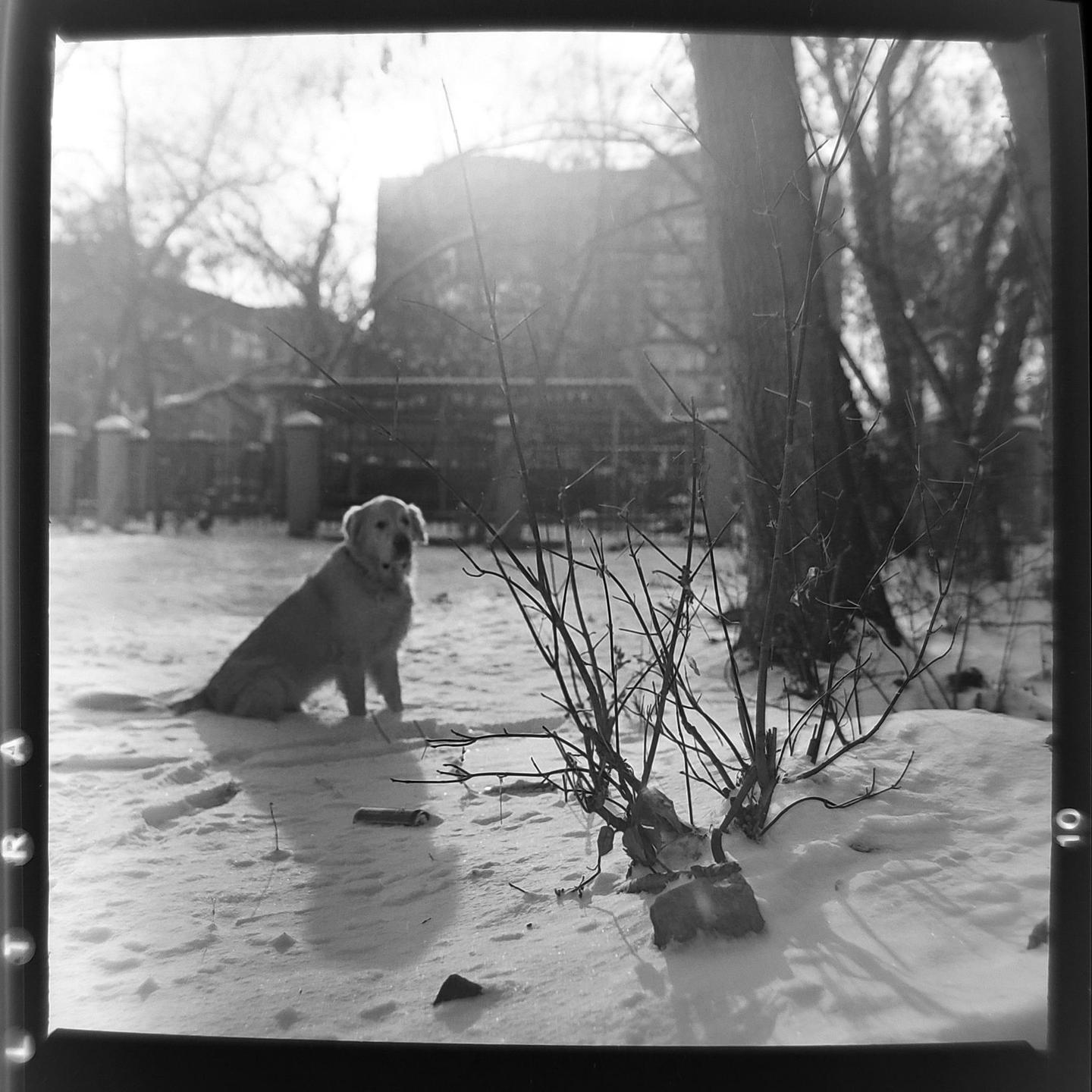 A golden retriever sits in the snow next to a small bush with bare branches.