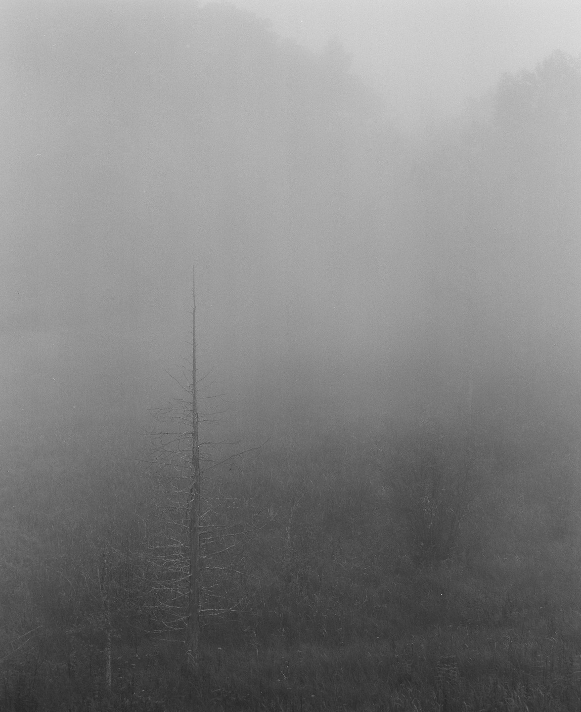 A tall, bare tree stands in a field of tall grass, shrouded in thick fog.