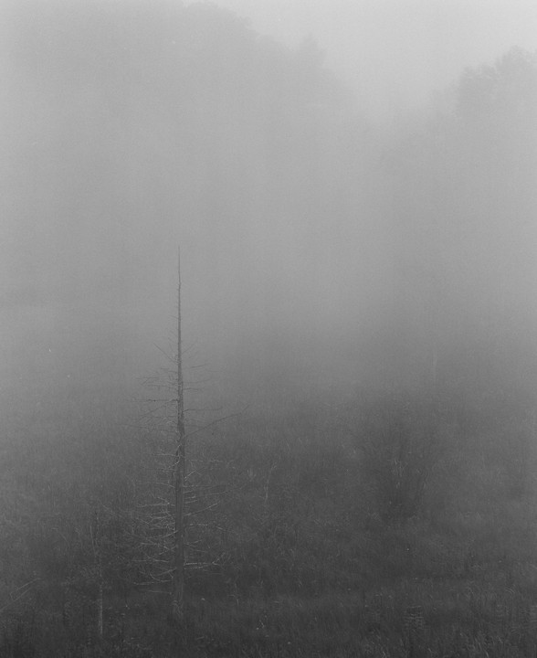 A tall, bare tree stands in a field of tall grass, shrouded in thick fog.