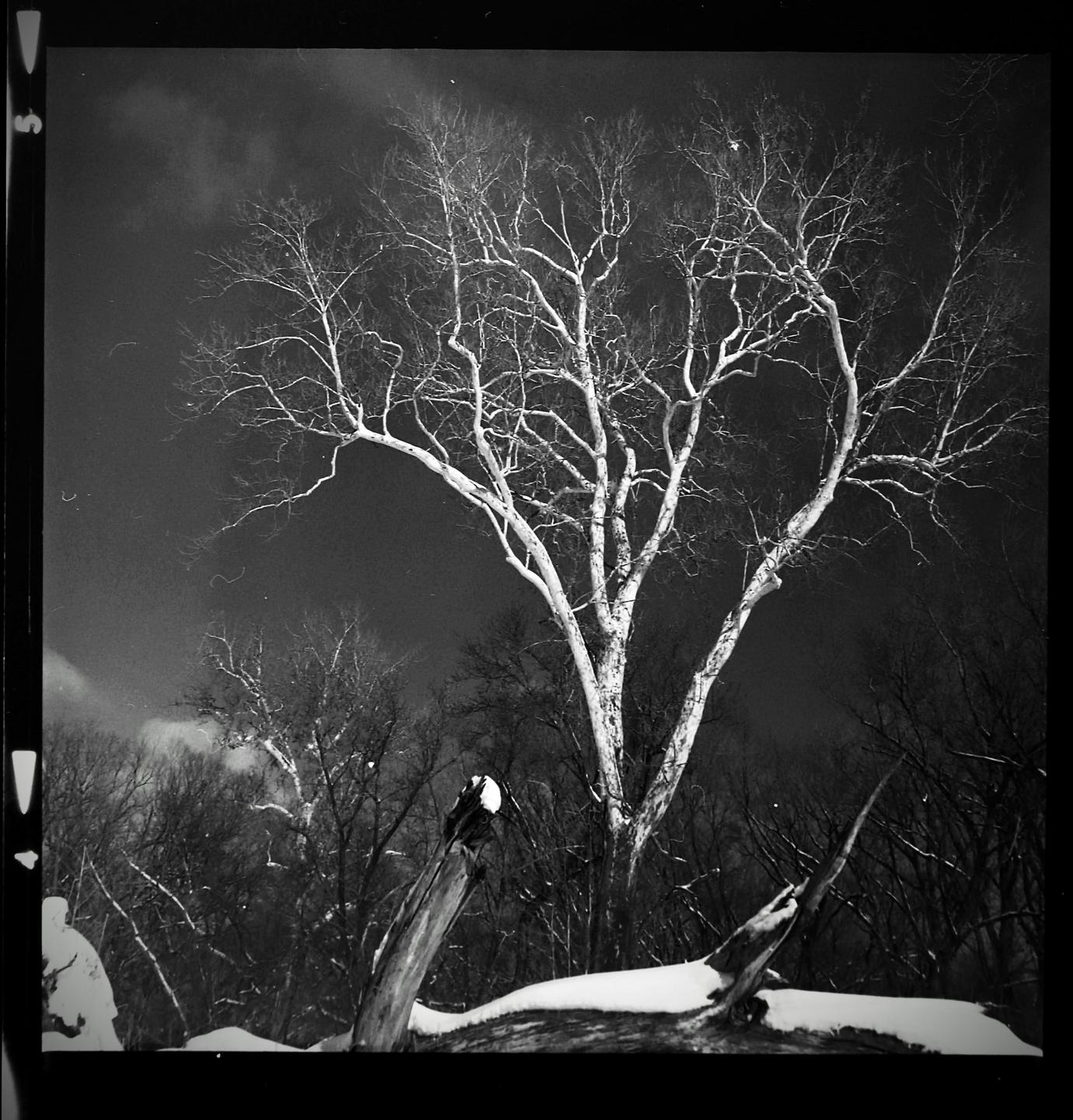 A white sycamore tree with bare branches stands out against a dark sky, with an eagle perched on a log in the snow.