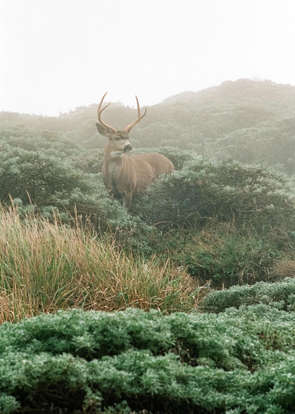 A buck stands among green bushes and tall grass on a hazy day.