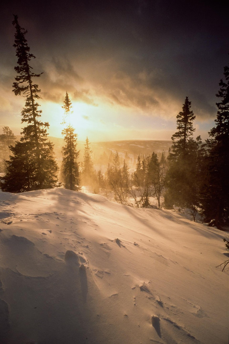 Sunlight illuminates a snowy landscape with tall pine trees and a cloudy sky.