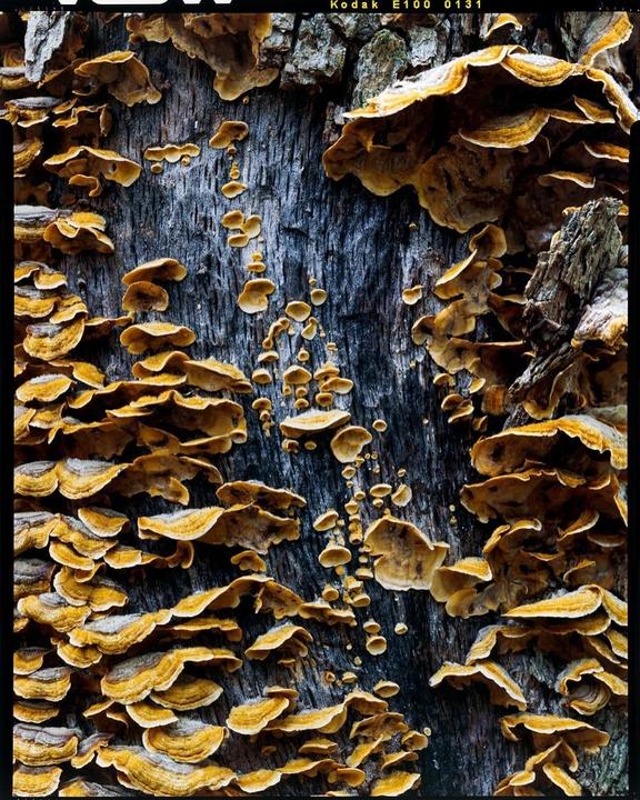 A tree trunk is covered in many yellow and brown shelf mushrooms.