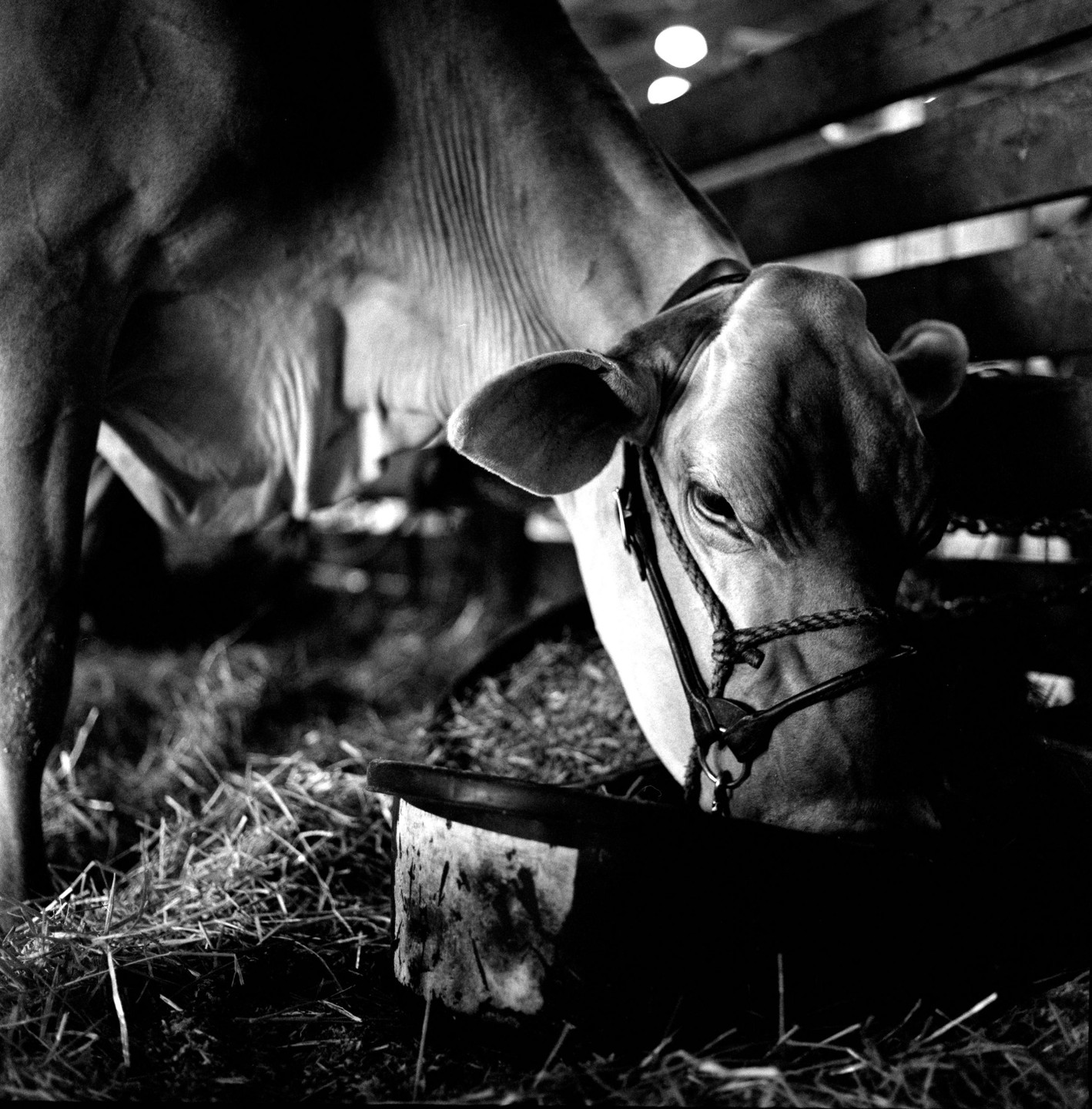 A cow with a halter eats from a trough in a barn.