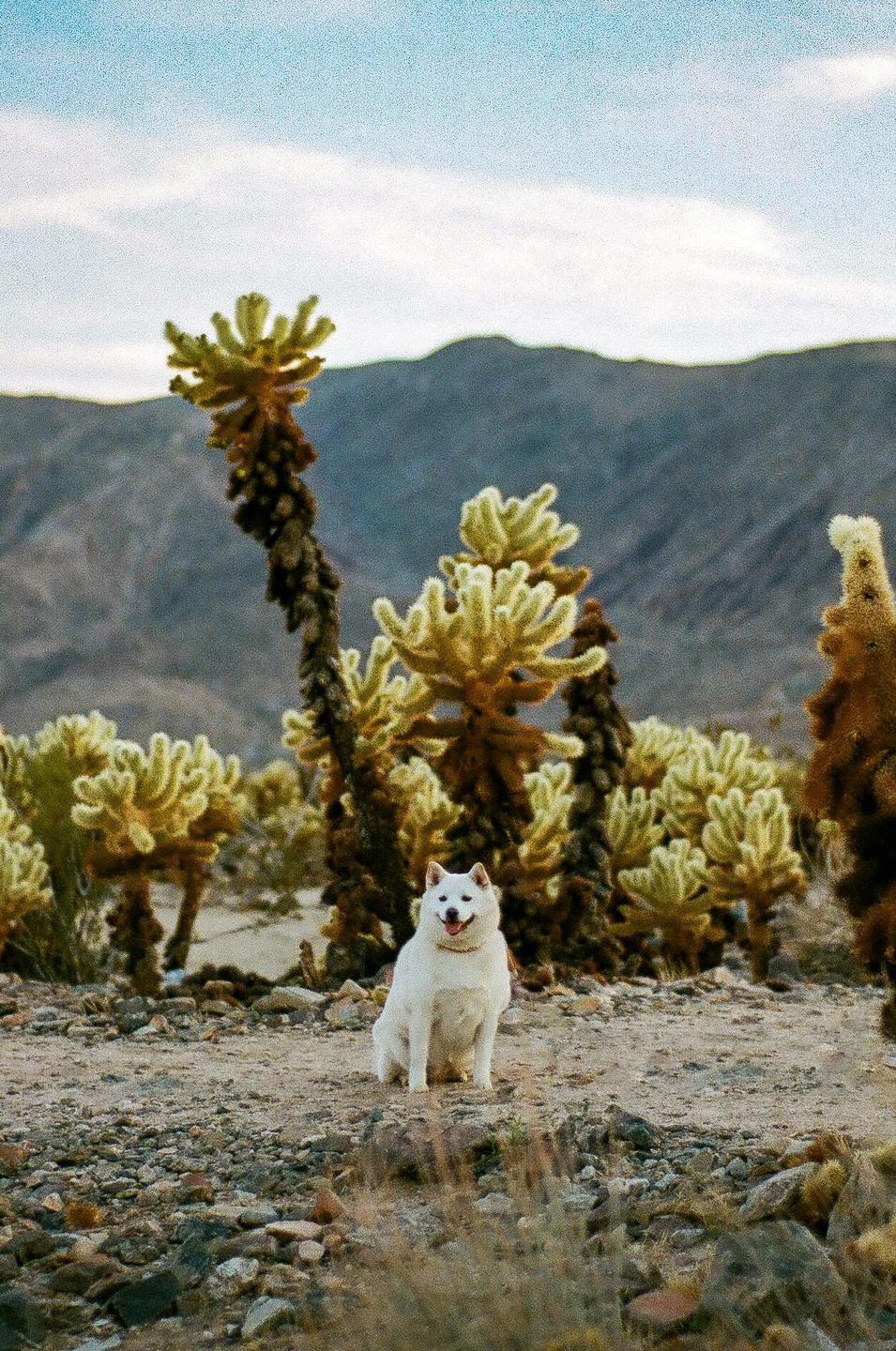 A white dog sits on a rocky desert floor surrounded by cacti with mountains in the background.