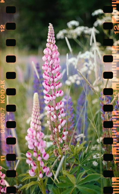Two pink lupine flowers stand tall amidst a field of green foliage and other wildflowers.