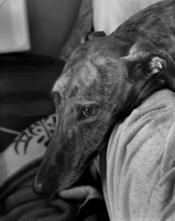 A galgo espanol dog rests its head on a blanket.