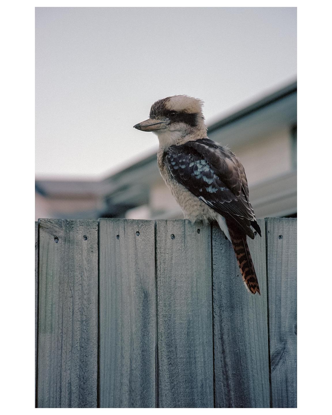 A kookaburra perches on a wooden fence.