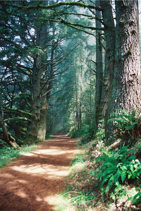 A dirt path winds through a dense forest with tall trees and ferns.