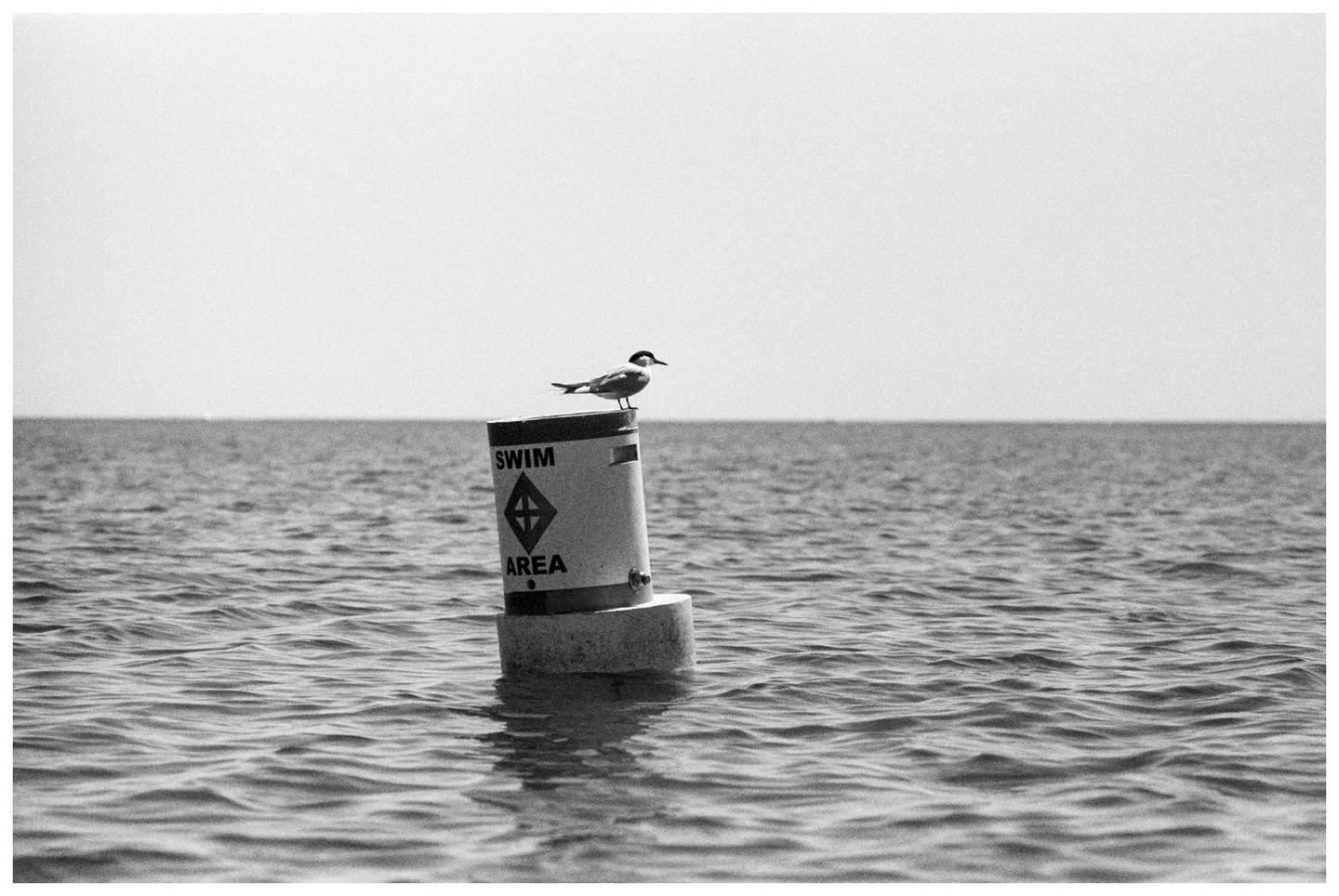 A bird stands on a swim area buoy in the middle of a body of water.