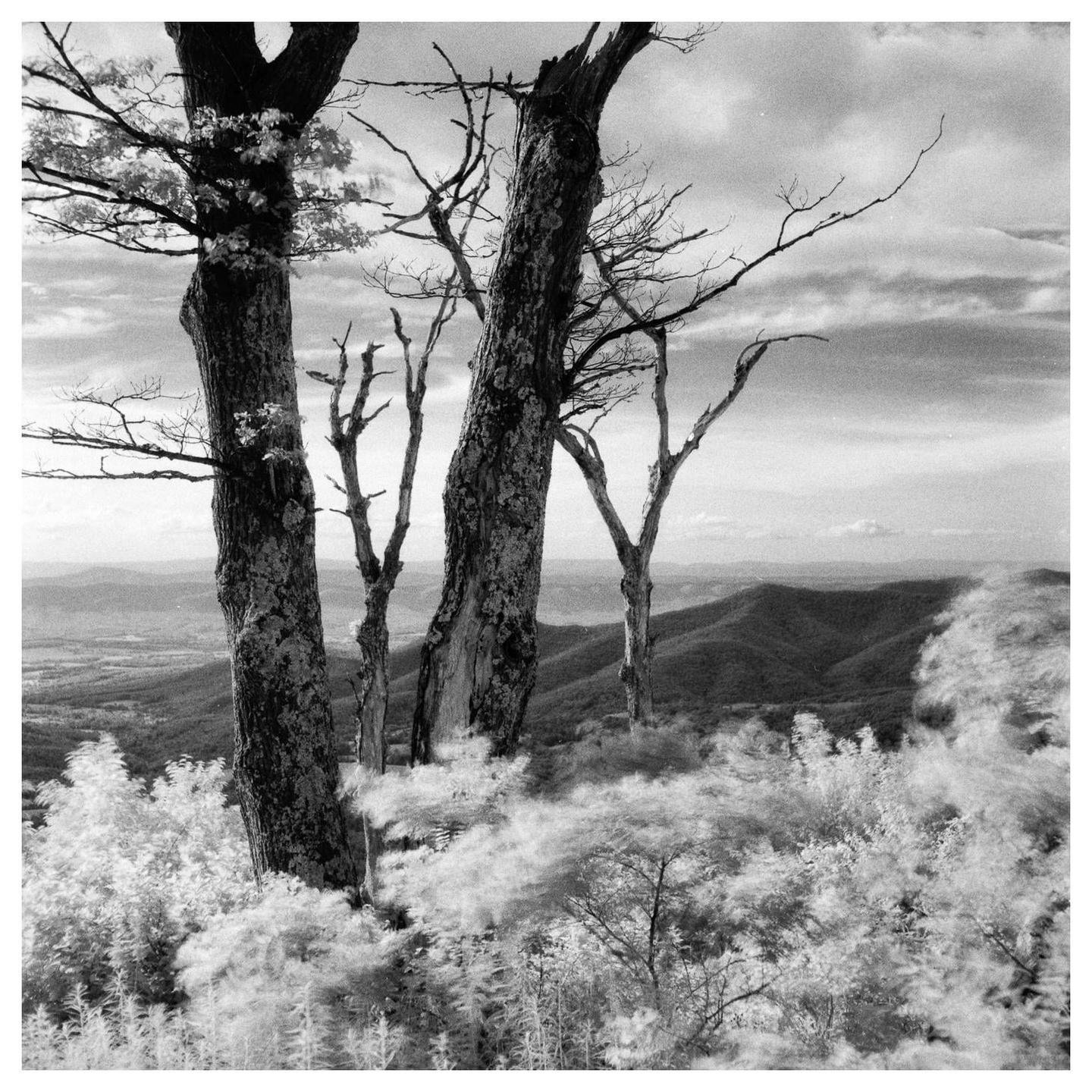Several bare trees stand on a hill overlooking a valley with mountains in the distance.