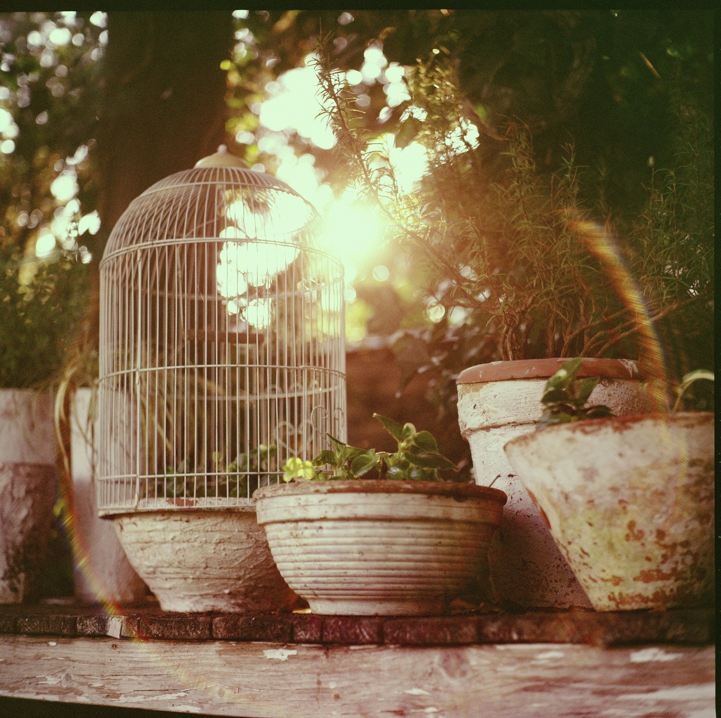 A birdcage and several potted plants sit on a wooden surface, backlit by the sun.