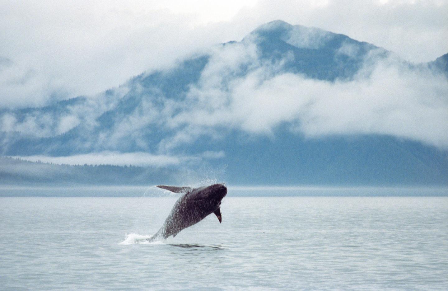 A whale breaches the surface of the water with mountains and clouds in the background.
