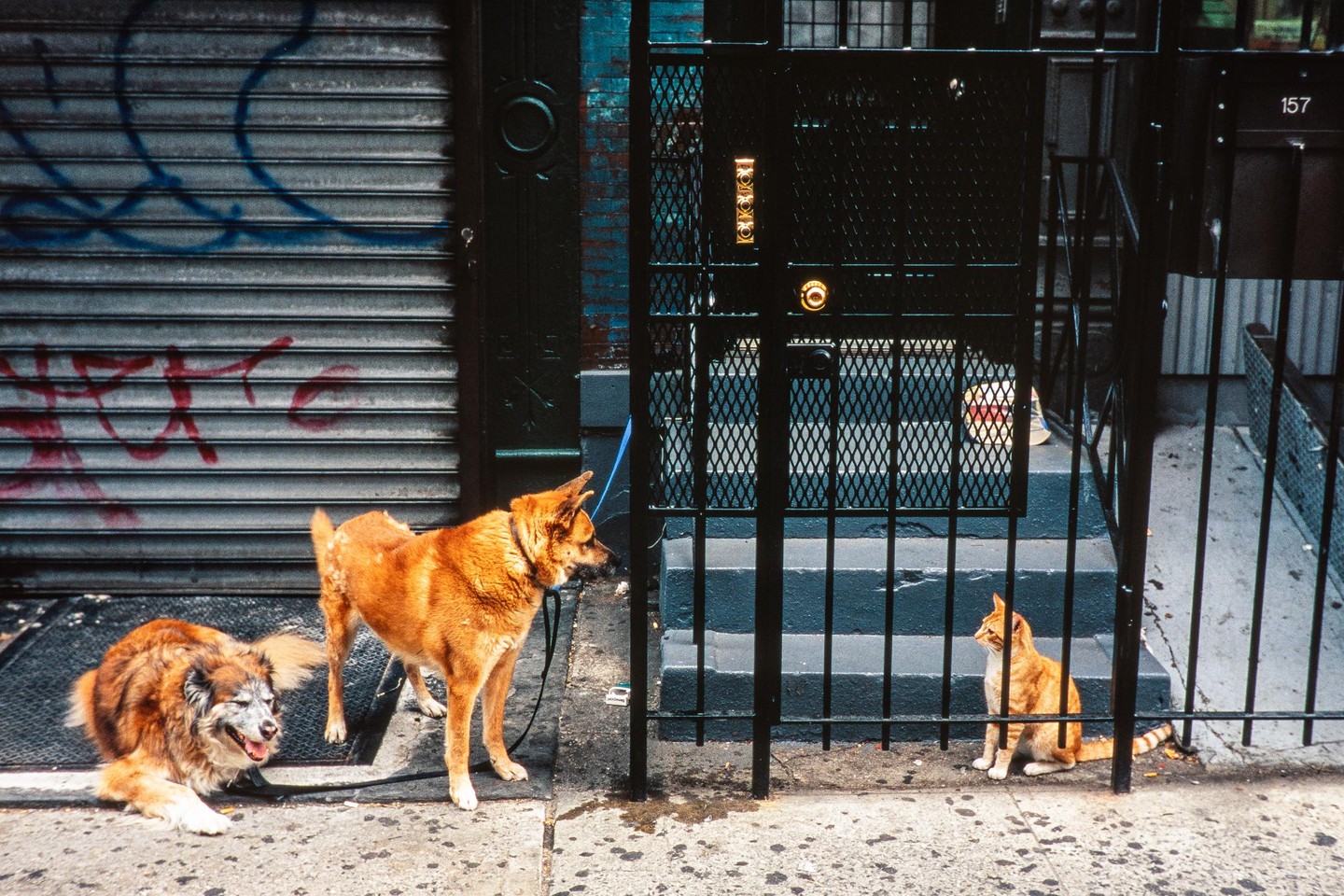 Two dogs and a cat are on a city sidewalk in front of a building with a metal gate and a roll-down security door.