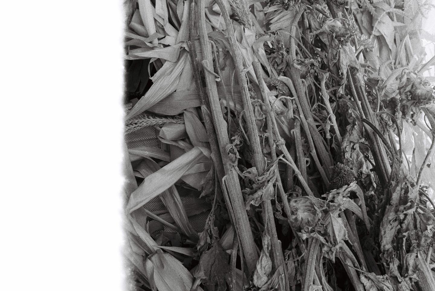 A pile of dried corn stalks and sunflowers is visible in a black and white photograph.