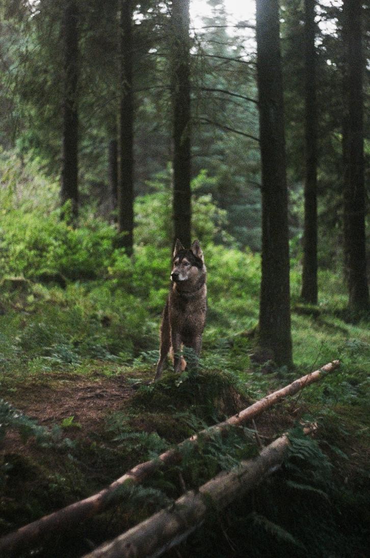 A dog stands in a forest with fallen logs in the foreground.