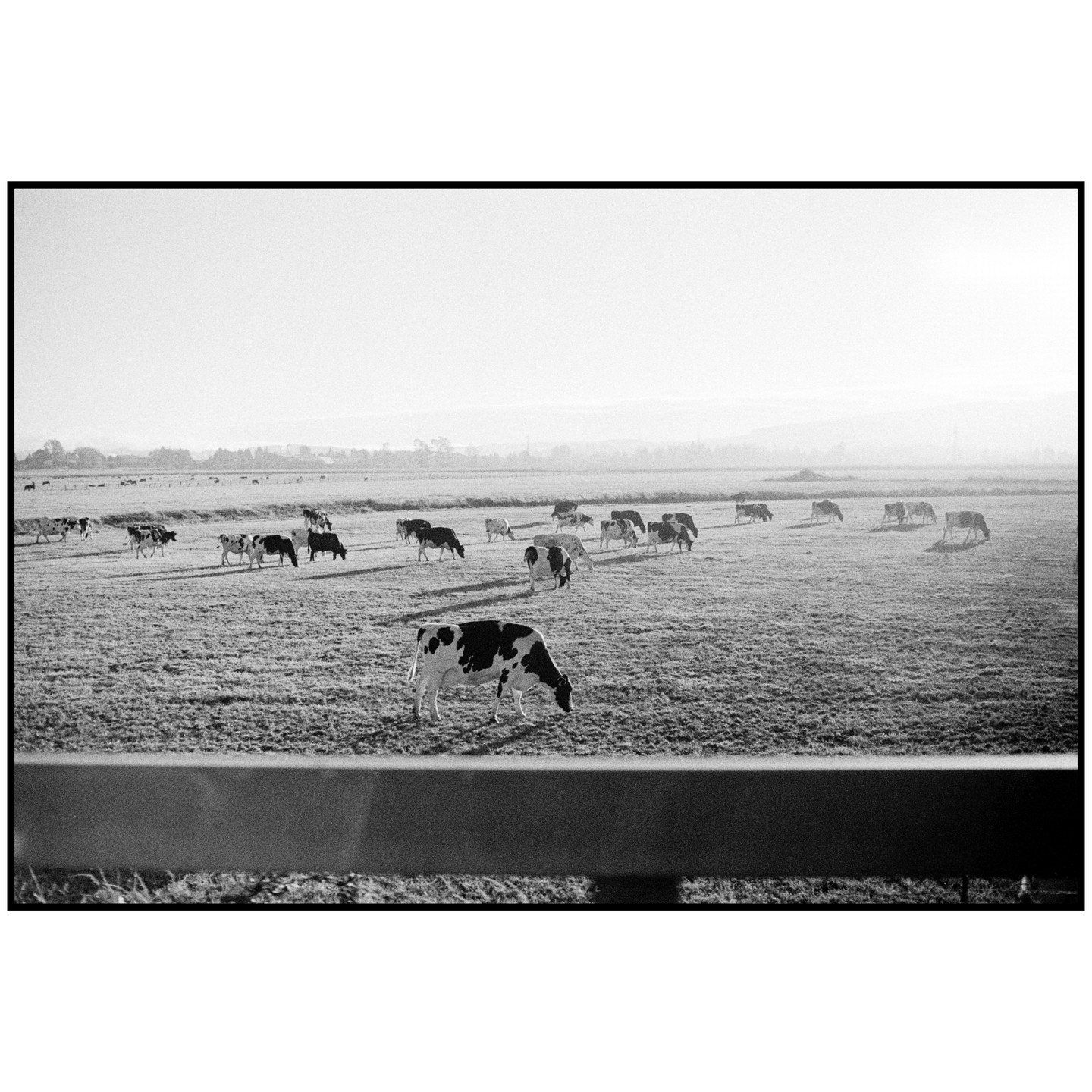 A herd of cows grazes in a field under a hazy sky.