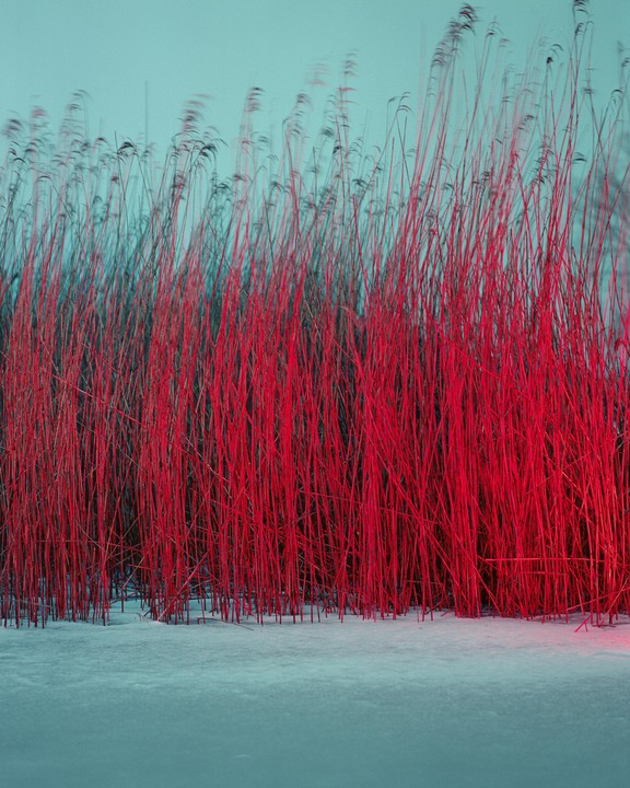 Red reeds grow from a snowy ground under a blue sky.