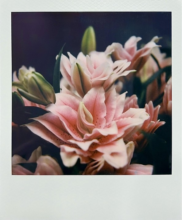 A close-up shot shows several pink stargazer lilies with green buds against a dark background.