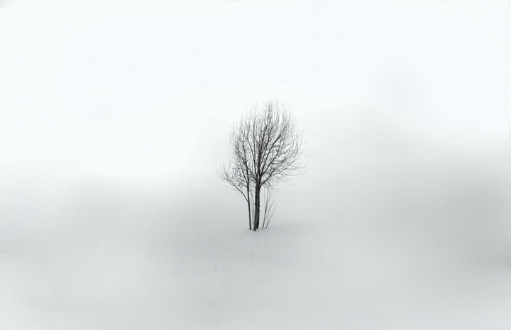 A bare tree stands in a field of snow under a white sky.