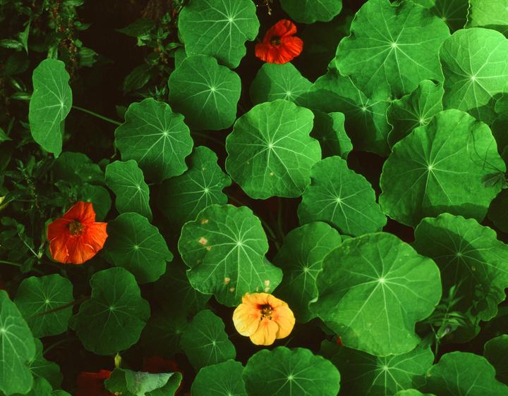 A cluster of green leaves with three colorful flowers is visible from above.
