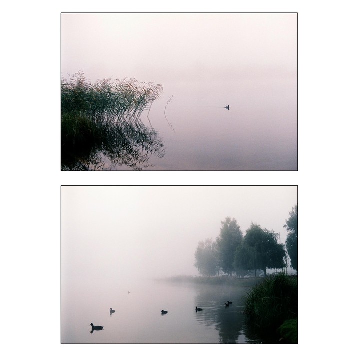 A diptych shows ducks on a foggy lake with reeds and trees.