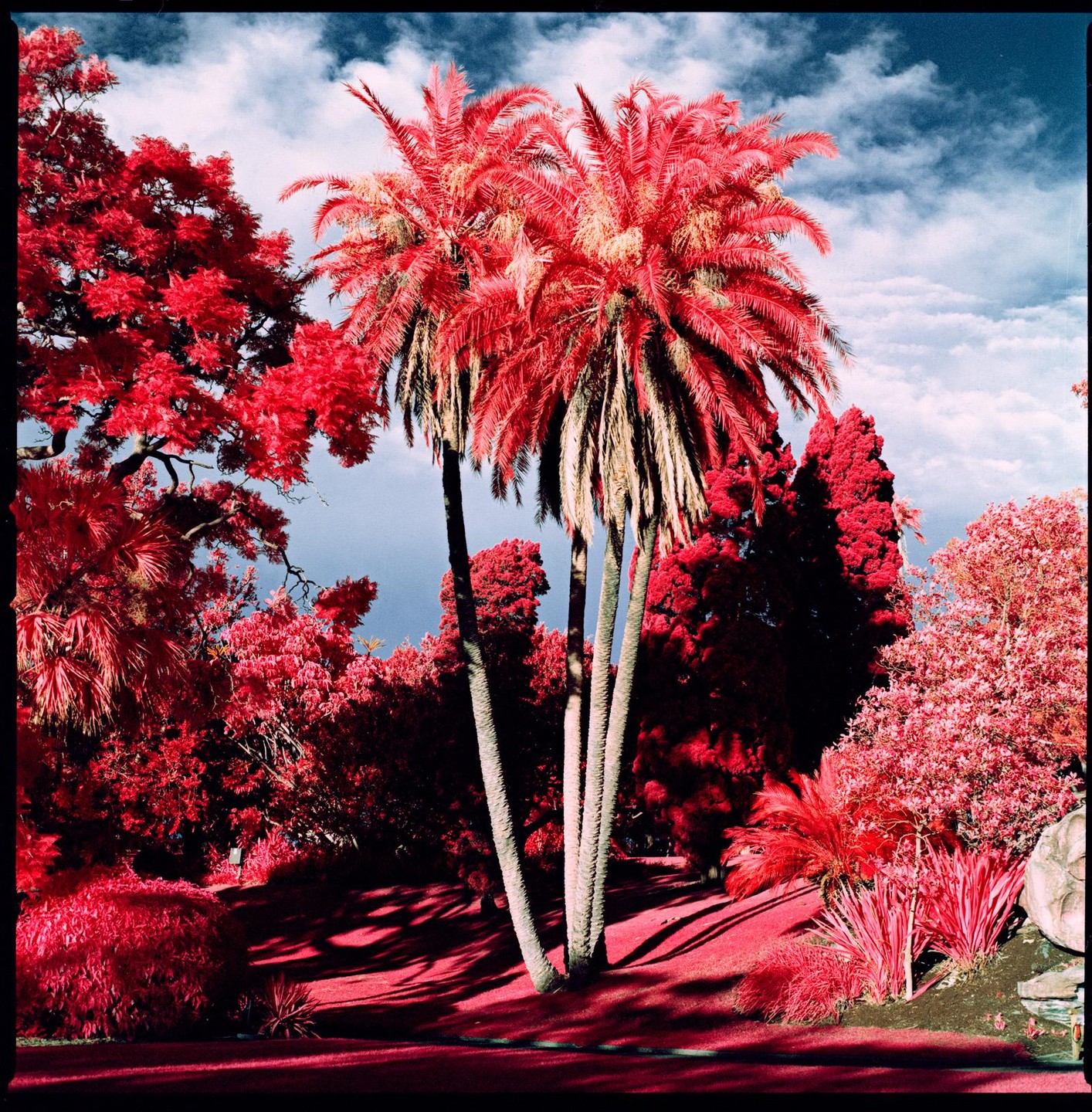 Palm trees and other foliage are rendered in vibrant red and orange hues under a cloudy sky.