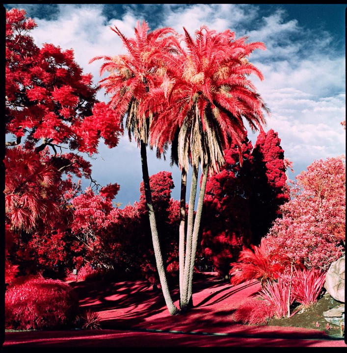 Palm trees and other foliage are rendered in vibrant red and orange hues under a cloudy sky.