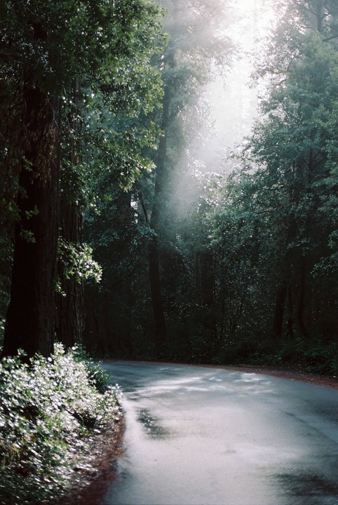 Sunlight streams through the trees onto a wet, winding road in a forest.