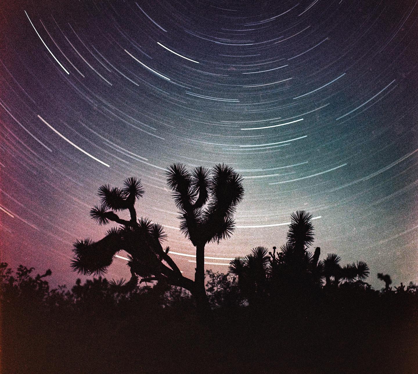 A Joshua tree is silhouetted against a night sky with star trails.