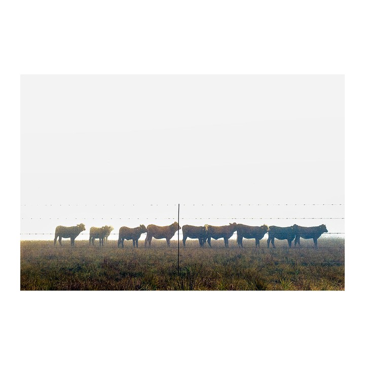 A line of cows stands in a field behind a barbed wire fence on a foggy day.