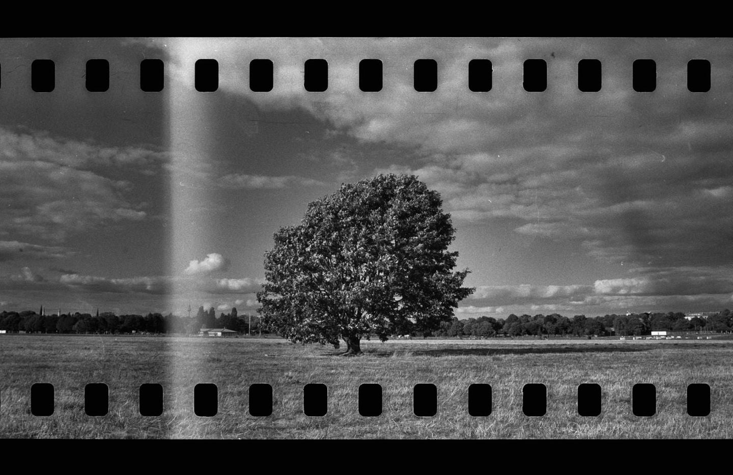 A single tree stands in a field under a cloudy sky, with sprocket holes visible at the top and bottom of the image.