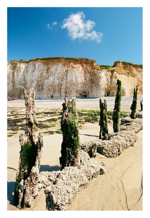 A row of moss-covered wooden posts stands on a sandy beach with a white cliff in the background under a clear blue sky.