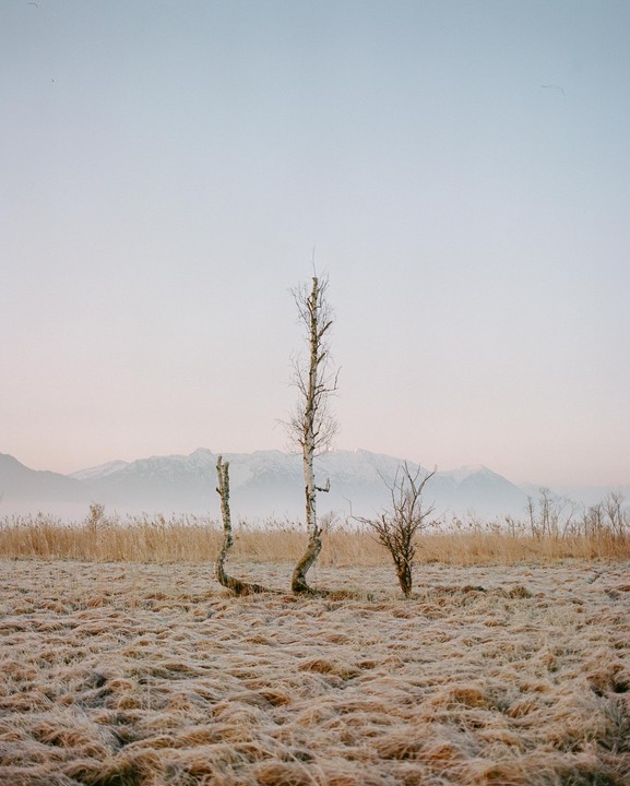 Three bare trees stand in a field of frosted grass with mountains in the background.