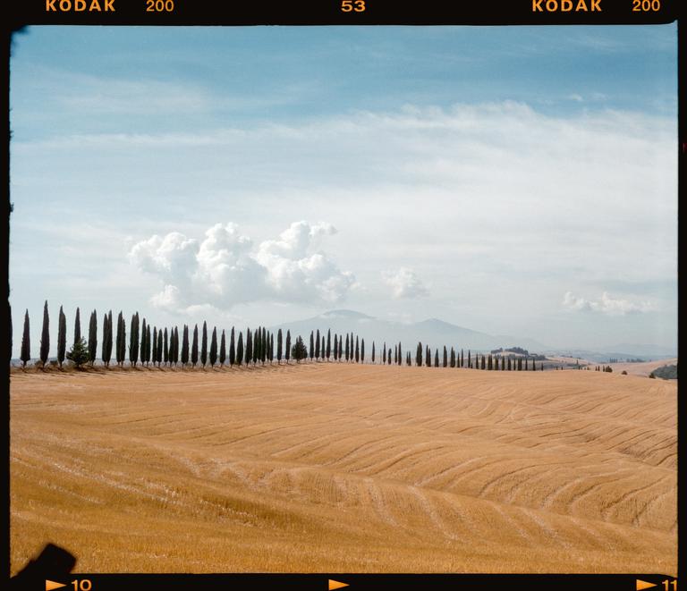 A long line of cypress trees stands at the edge of a golden field under a cloudy sky.