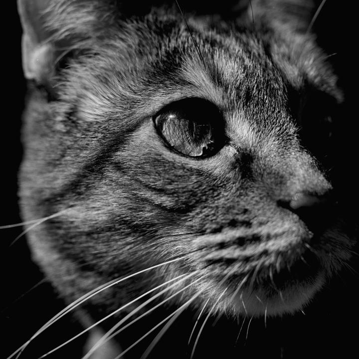 A close-up, black and white portrait shows the side of a cat's face with its eye and whiskers.