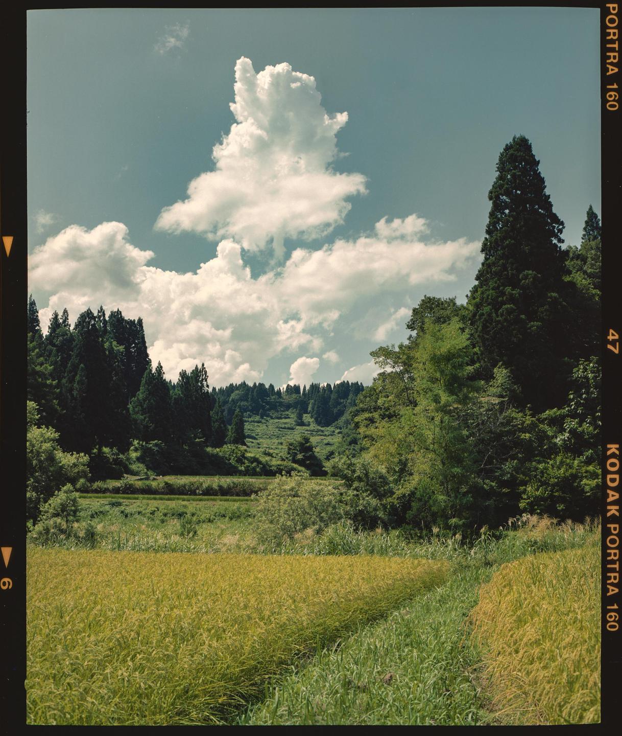 A field of golden crops sits in the foreground of a lush green forest under a bright blue sky with fluffy white clouds.