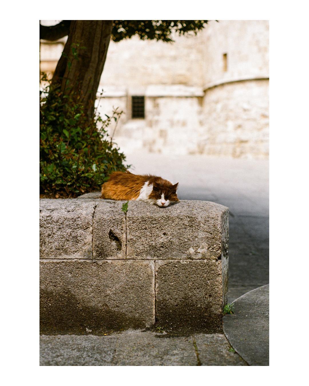 A brown and white cat is sleeping on a stone wall next to a tree.
