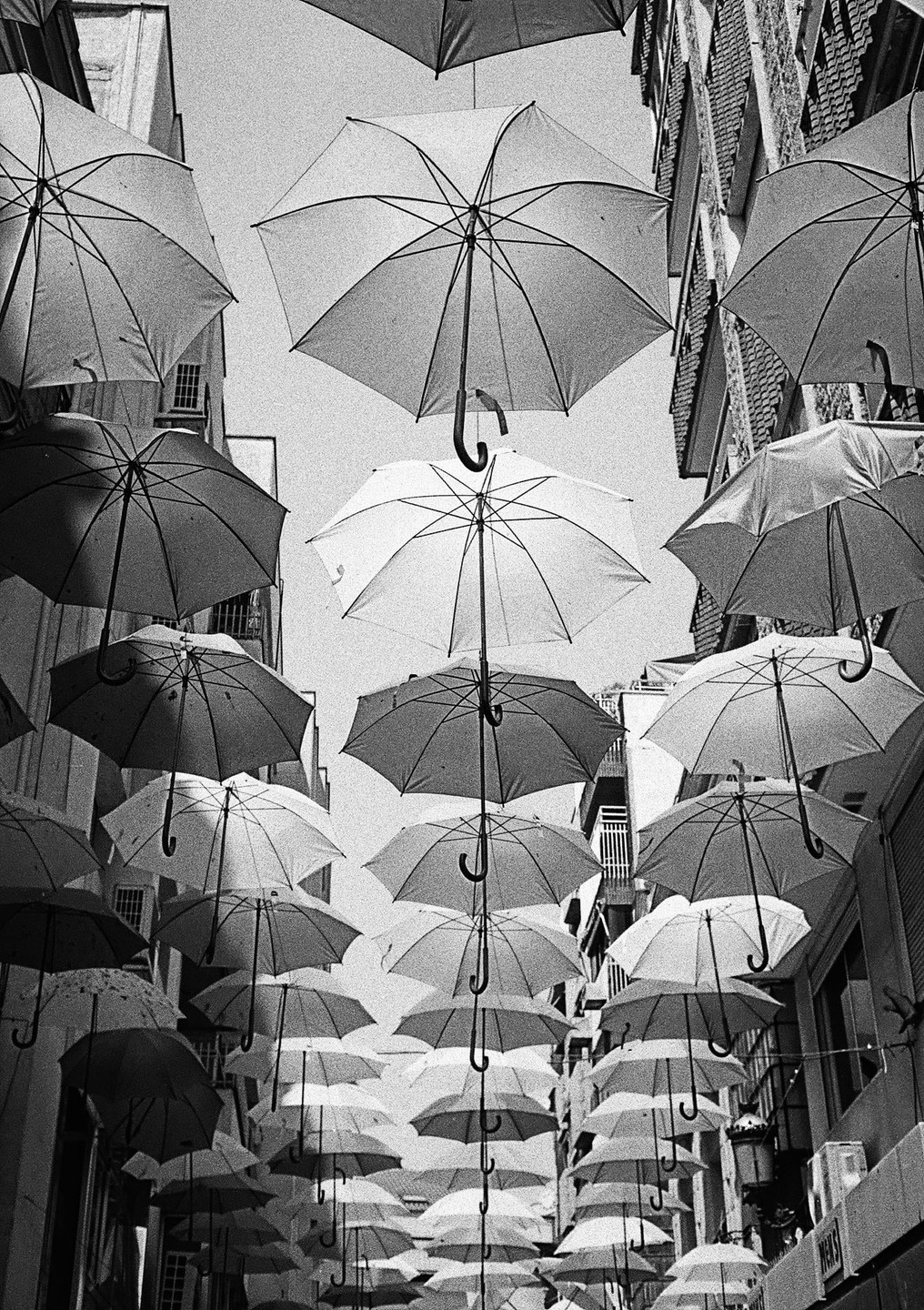 Many umbrellas are suspended above a street between buildings.