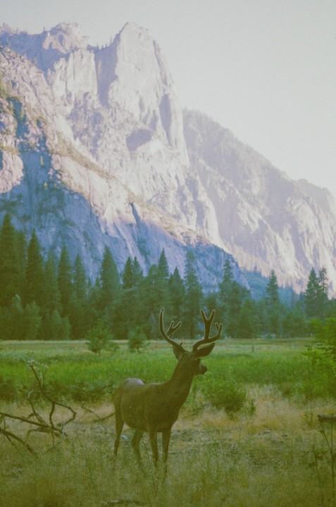 A deer stands in a grassy field with a forest and large mountain in the background.